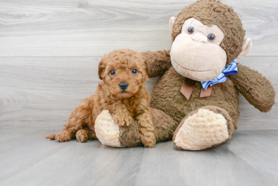 Little Golden Retriever Poodle Mix Puppy