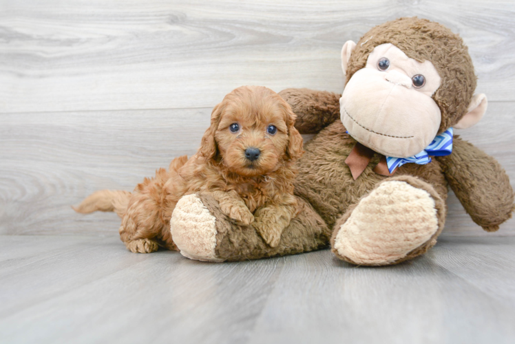 Smart Mini Goldendoodle Poodle Mix Pup