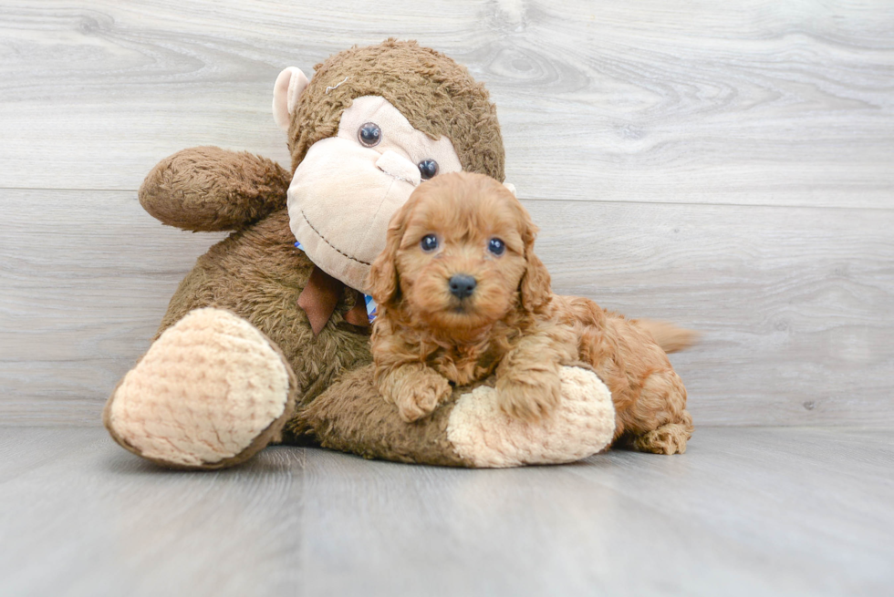 Hypoallergenic Golden Retriever Poodle Mix Puppy