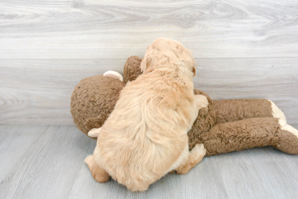 Little Golden Retriever Poodle Mix Puppy