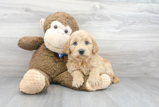 Mini Goldendoodle Pup Being Cute