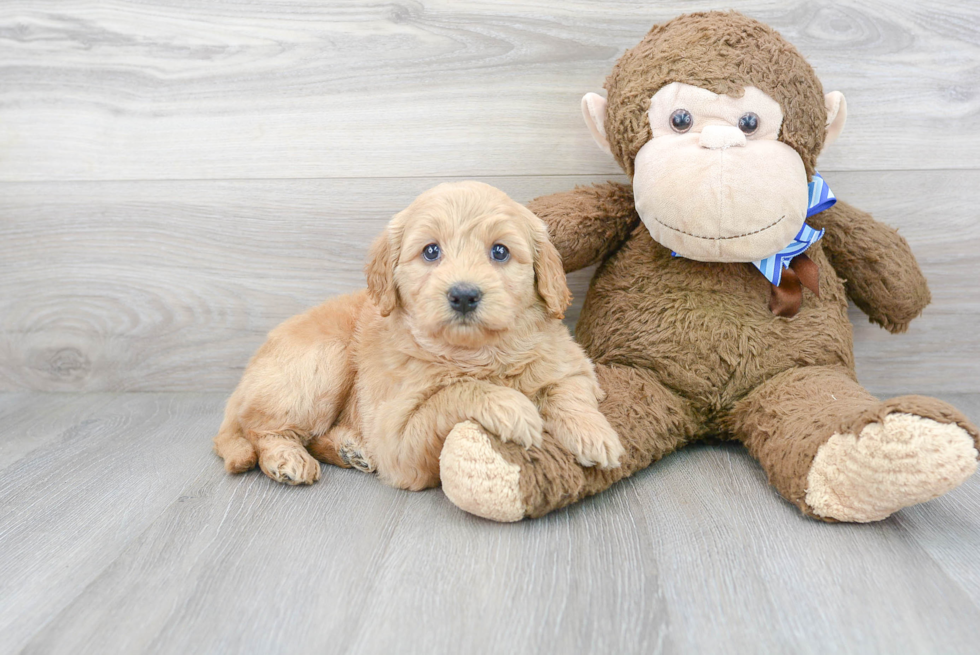 Energetic Golden Retriever Poodle Mix Puppy