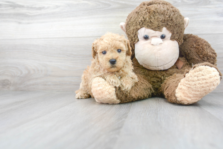 Mini Goldendoodle Puppy for Adoption