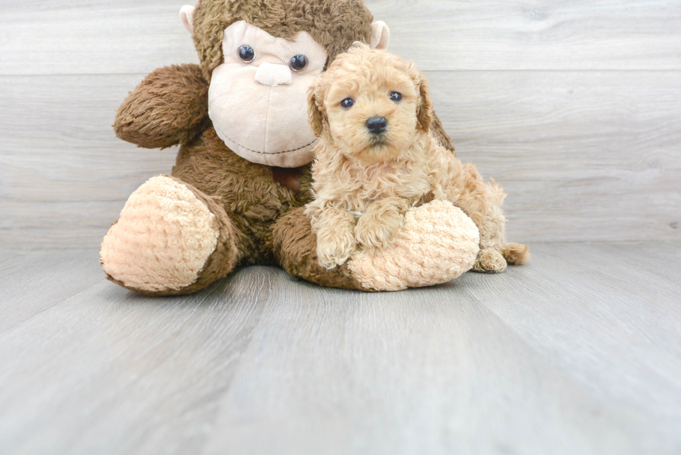 Mini Goldendoodle Puppy for Adoption