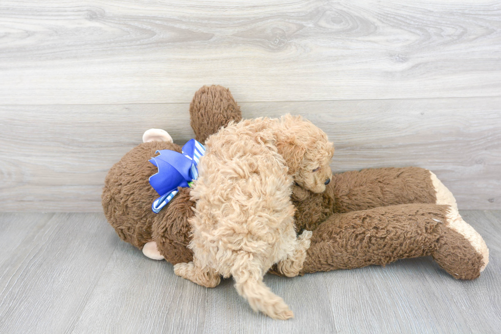 Cute Golden Retriever Poodle Mix Puppy