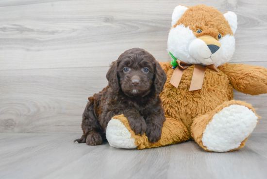 Smart Mini Goldendoodle Poodle Mix Pup