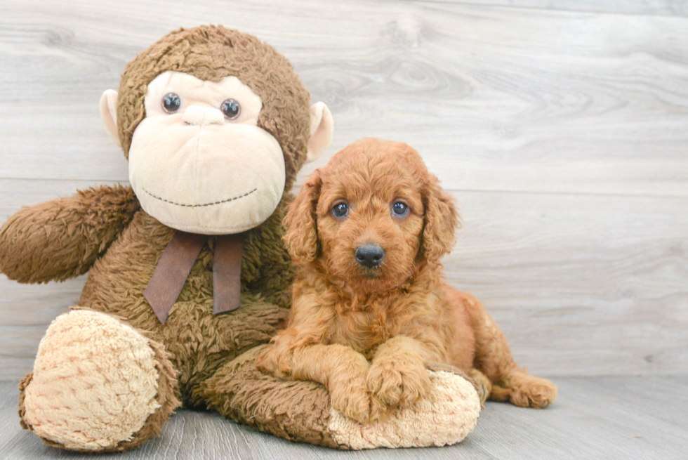 Friendly Mini Goldendoodle Baby