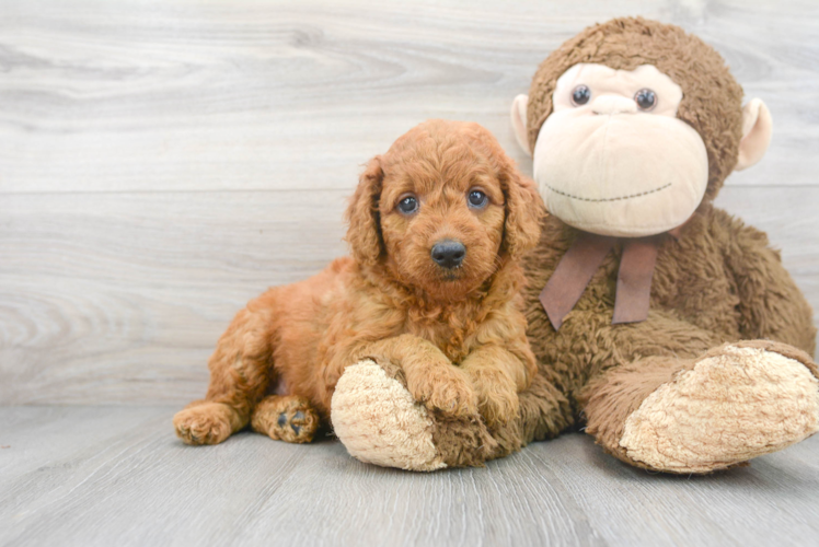 Small Mini Goldendoodle Baby