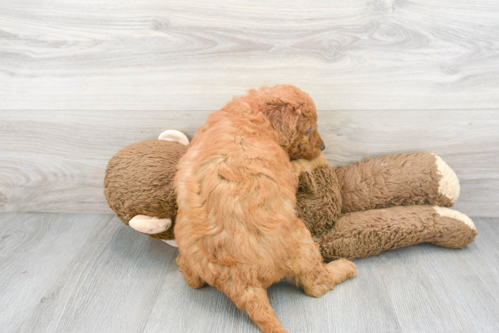 Energetic Golden Retriever Poodle Mix Puppy