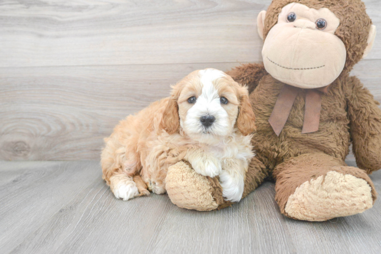 Playful Golden Retriever Poodle Mix Puppy