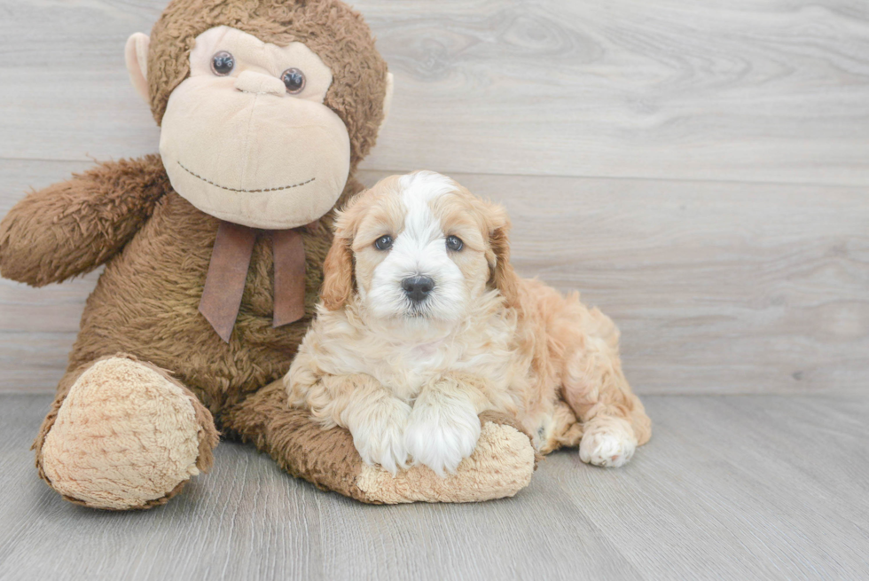 Mini Goldendoodle Puppy for Adoption