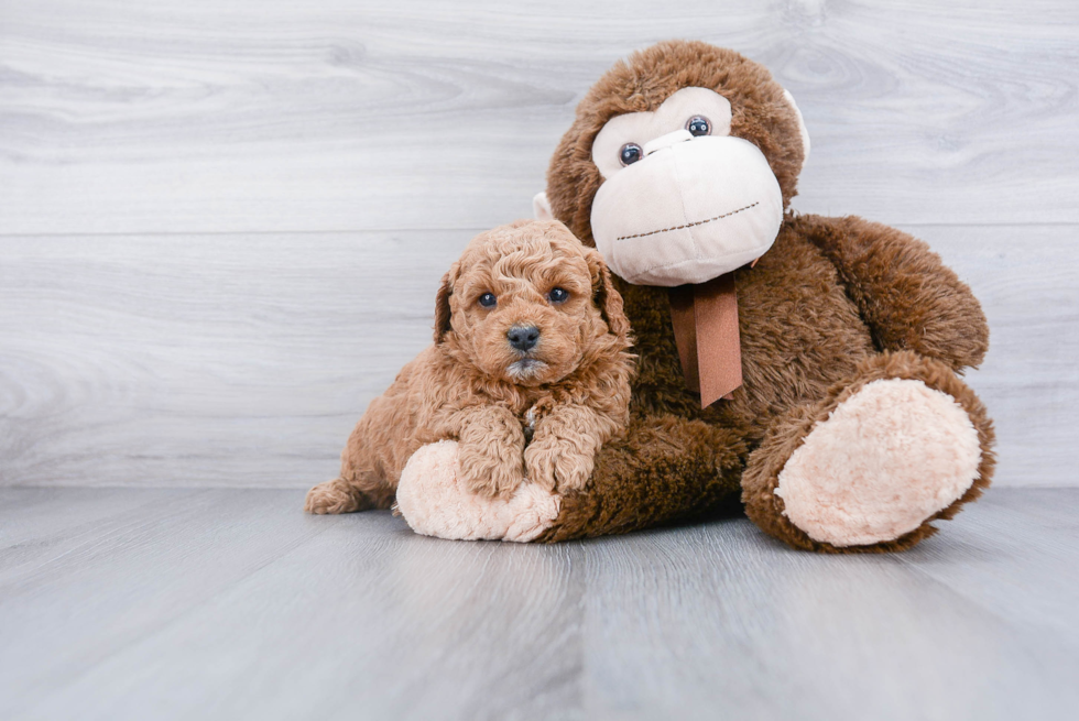 Best Mini Goldendoodle Baby