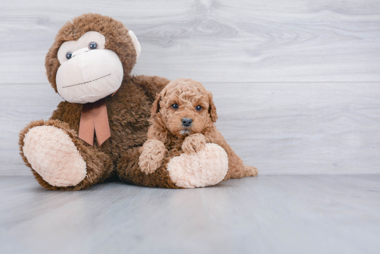 Small Mini Goldendoodle Baby