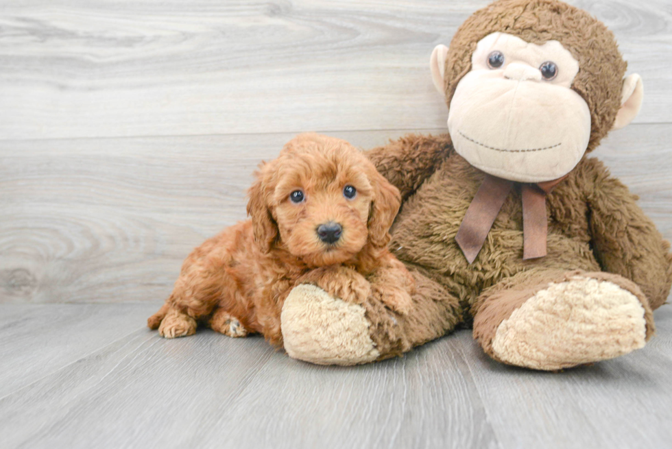 Mini Goldendoodle Pup Being Cute