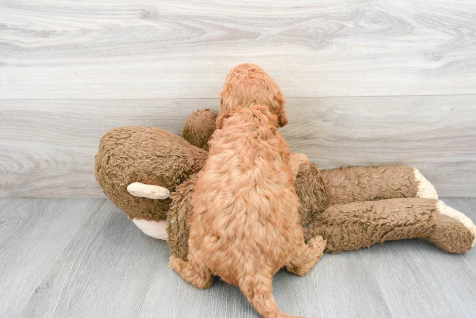 Mini Goldendoodle Puppy for Adoption