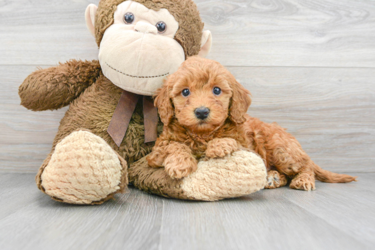 Cute Mini Goldendoodle Baby