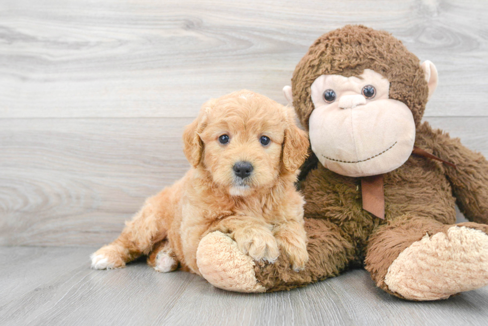 Small Mini Goldendoodle Baby