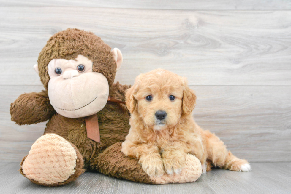 Mini Goldendoodle Pup Being Cute