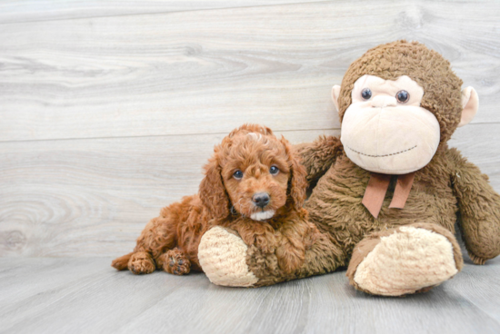 Mini Goldendoodle Puppy for Adoption