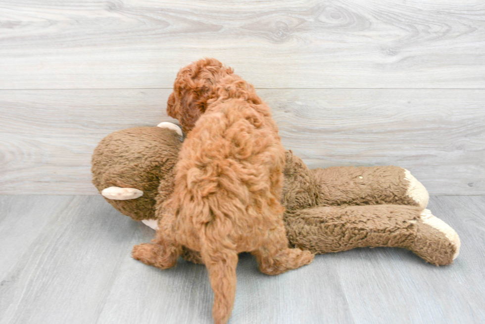 Petite Mini Goldendoodle Poodle Mix Pup