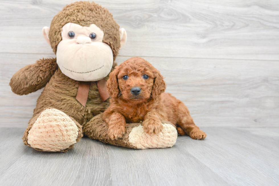 Best Mini Goldendoodle Baby