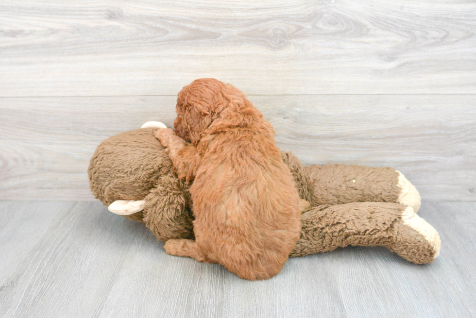 Funny Mini Goldendoodle Poodle Mix Pup