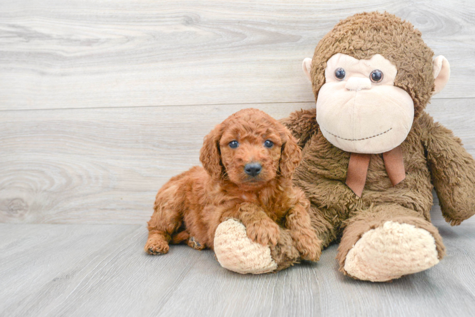 Best Mini Goldendoodle Baby