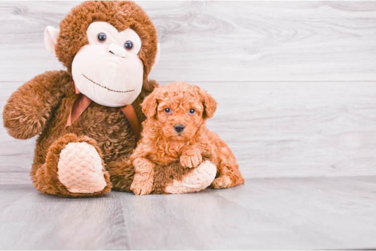 Mini Goldendoodle Pup Being Cute