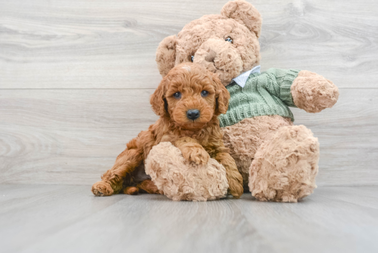 Small Mini Goldendoodle Baby