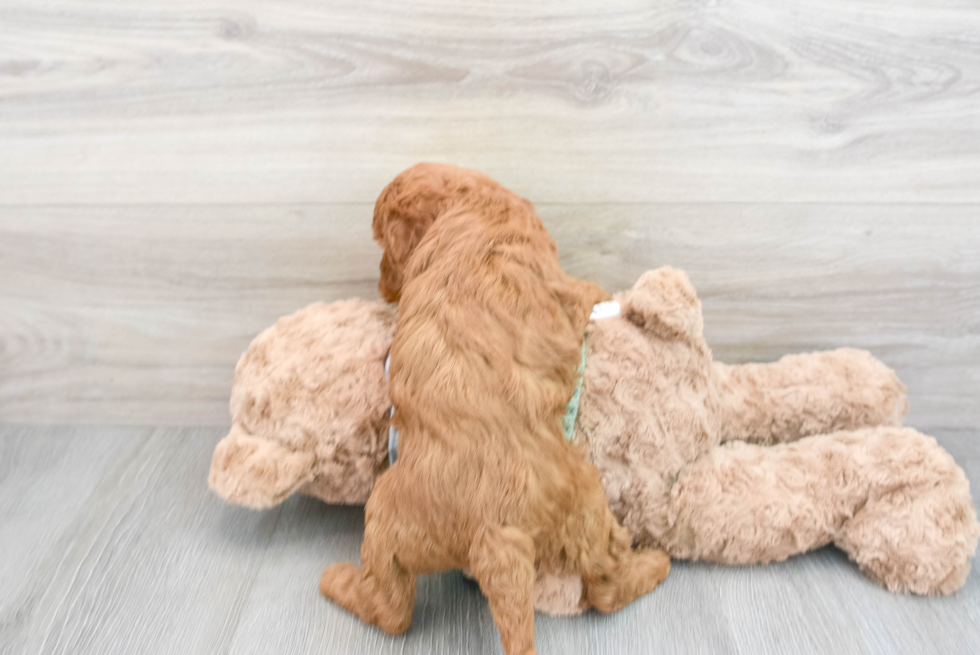 Hypoallergenic Golden Retriever Poodle Mix Puppy