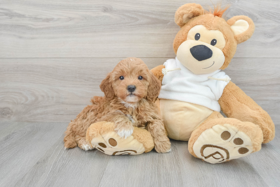 Happy Mini Goldendoodle Baby