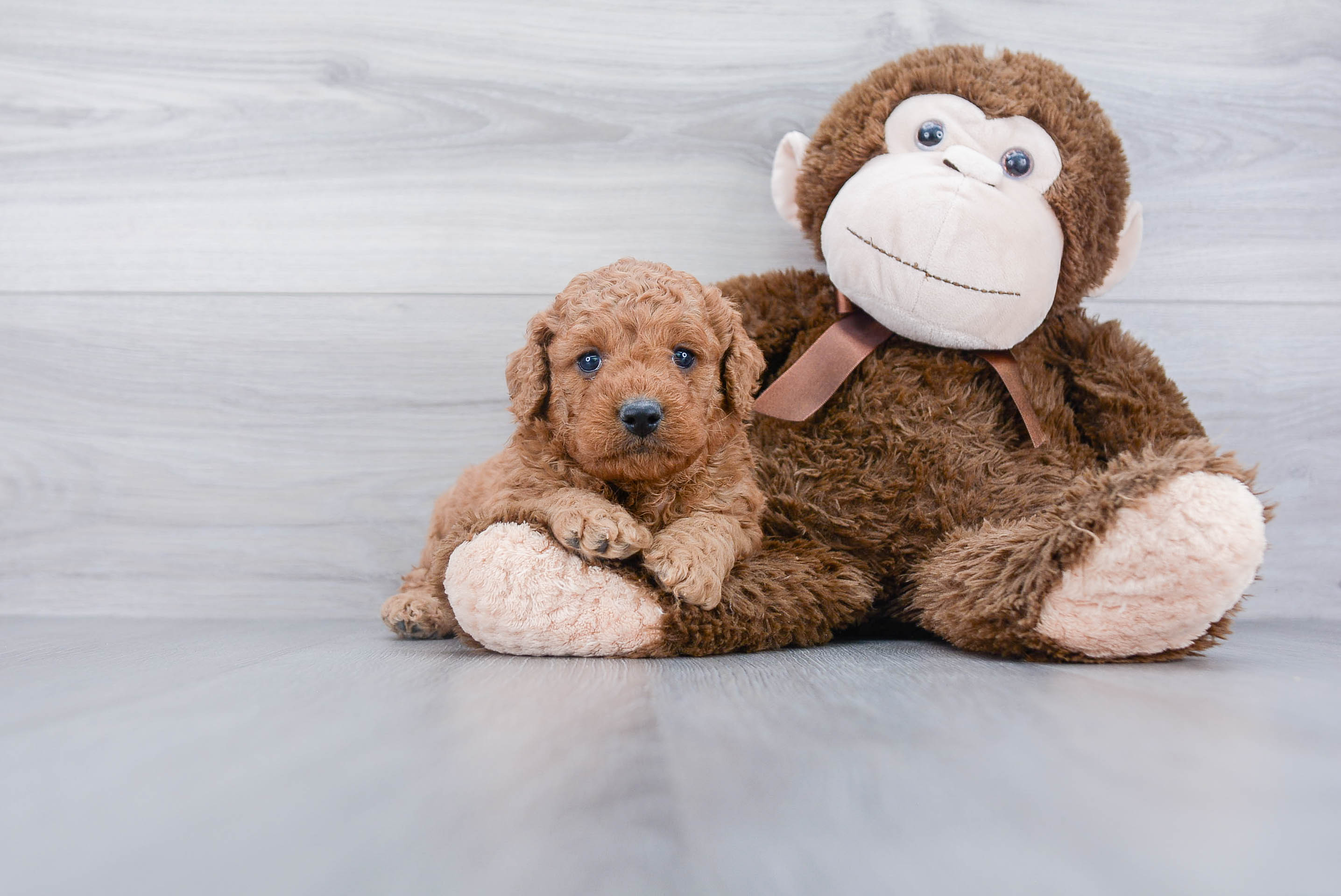 Mini Goldendoodle Puppy for Adoption