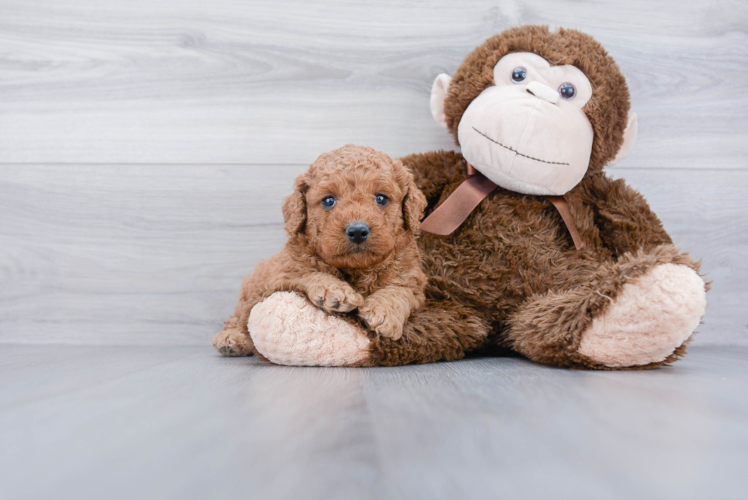 Mini Goldendoodle Puppy for Adoption