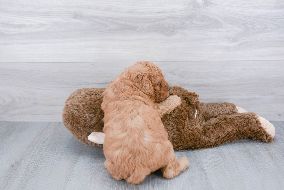 Mini Goldendoodle Puppy for Adoption