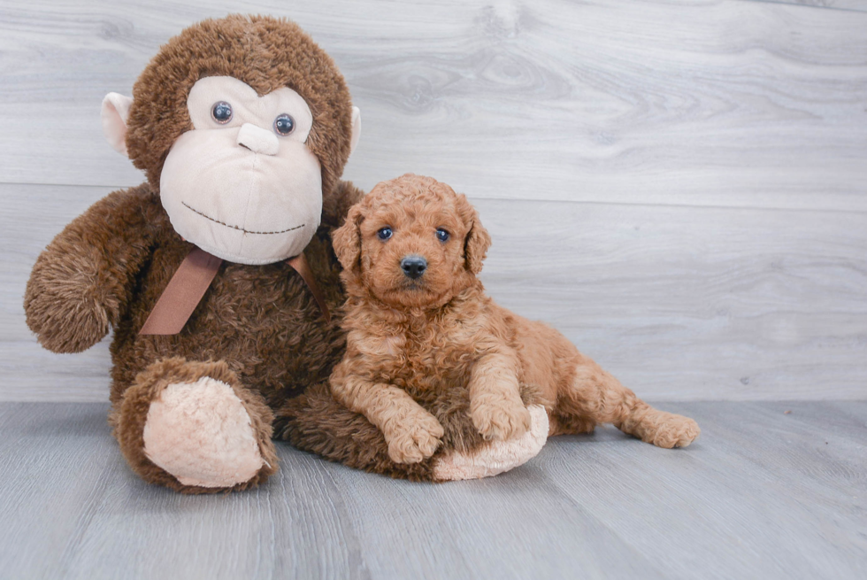 Mini Goldendoodle Puppy for Adoption