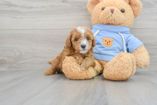 Best Mini Goldendoodle Baby