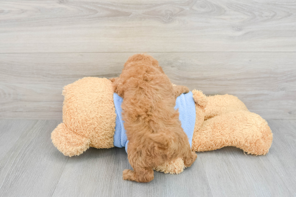 Cute Mini Goldendoodle Baby