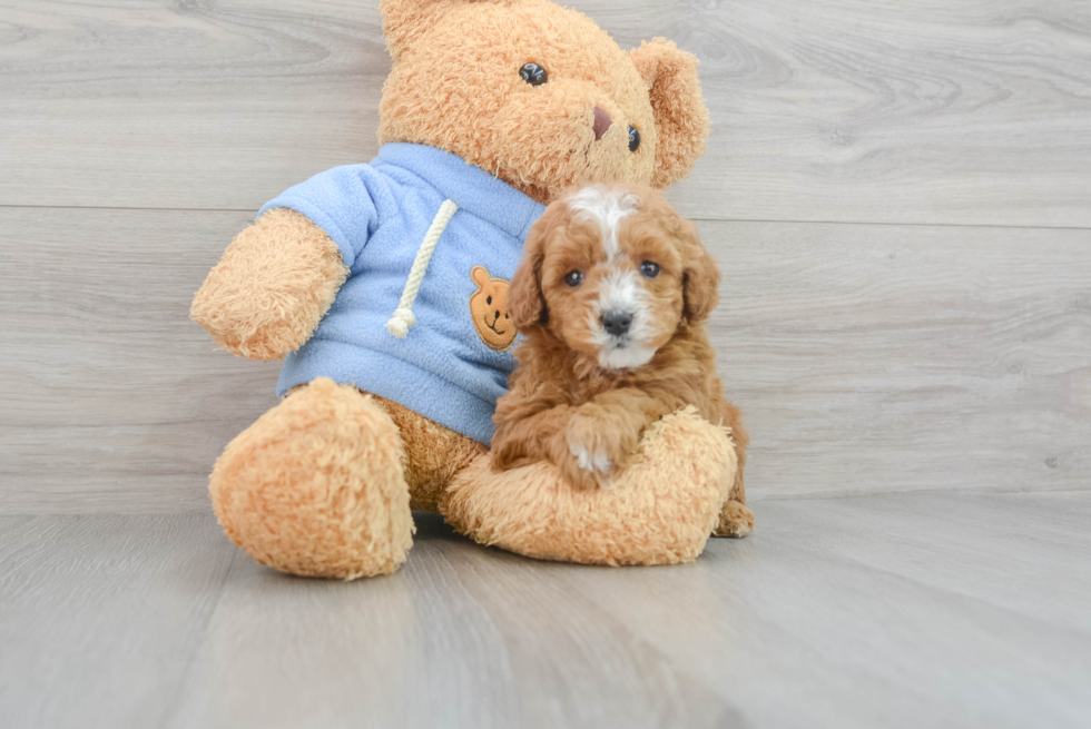 Best Mini Goldendoodle Baby