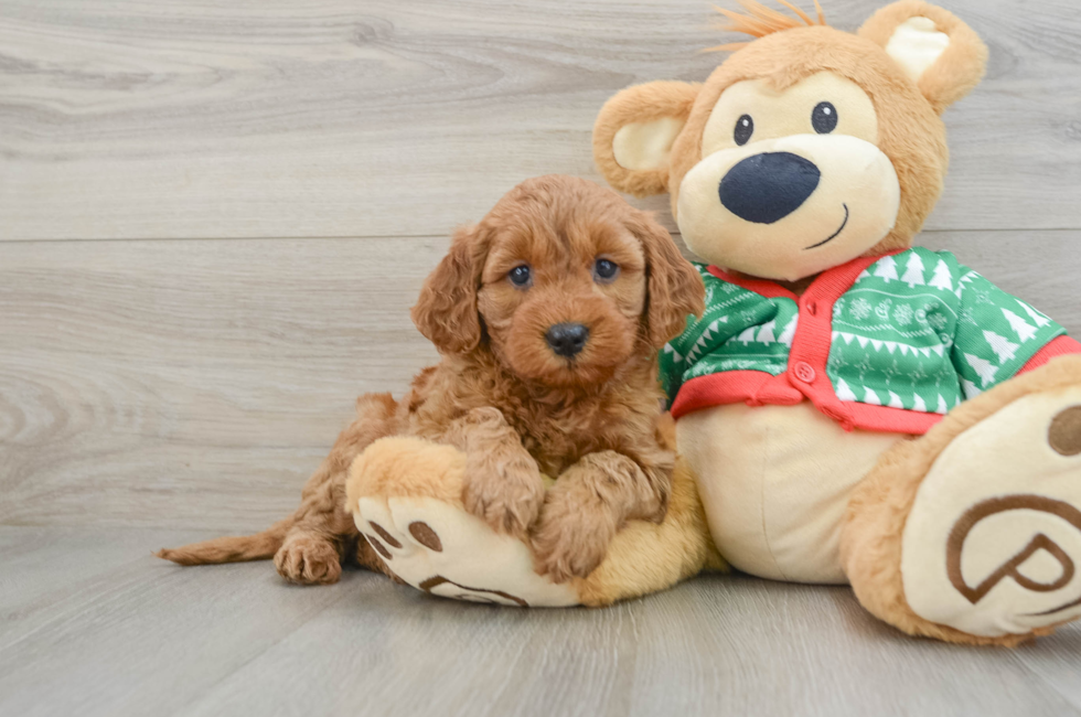 5 week old Mini Goldendoodle Puppy For Sale - Premier Pups