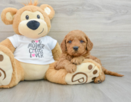 8 week old Mini Goldendoodle Puppy For Sale - Premier Pups