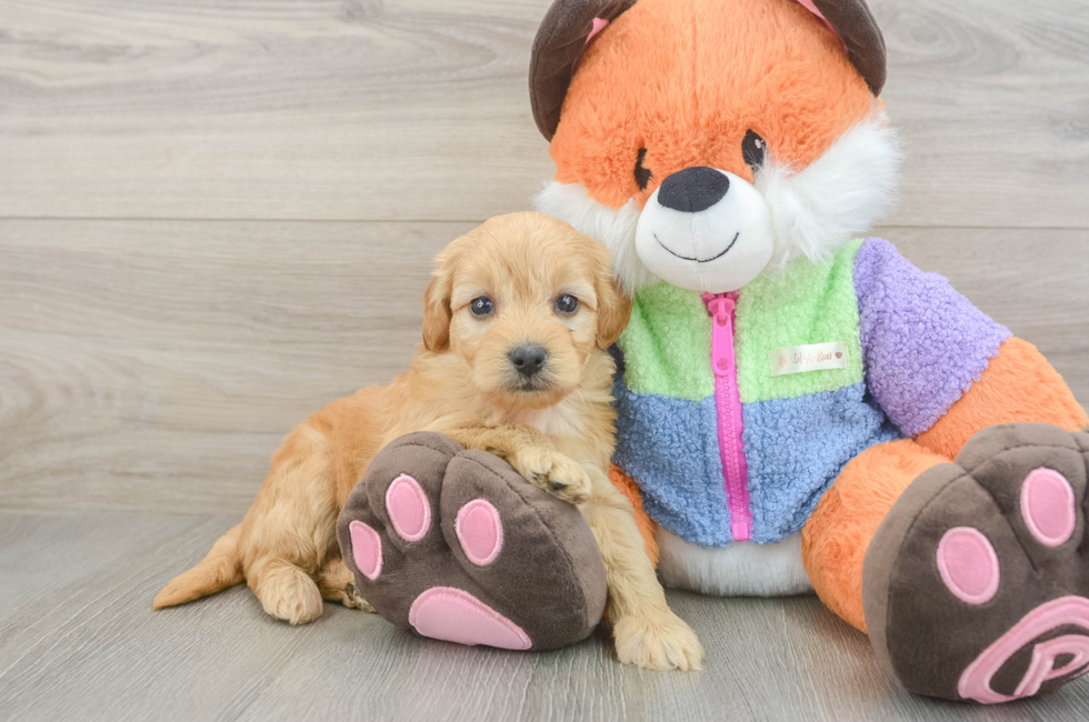 5 week old Mini Goldendoodle Puppy For Sale - Premier Pups