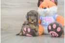 Cute Mini Goldendoodle Baby