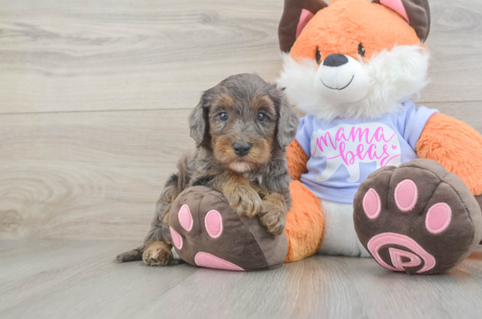 Cute Mini Goldendoodle Baby