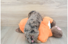 Mini Goldendoodle Puppy for Adoption