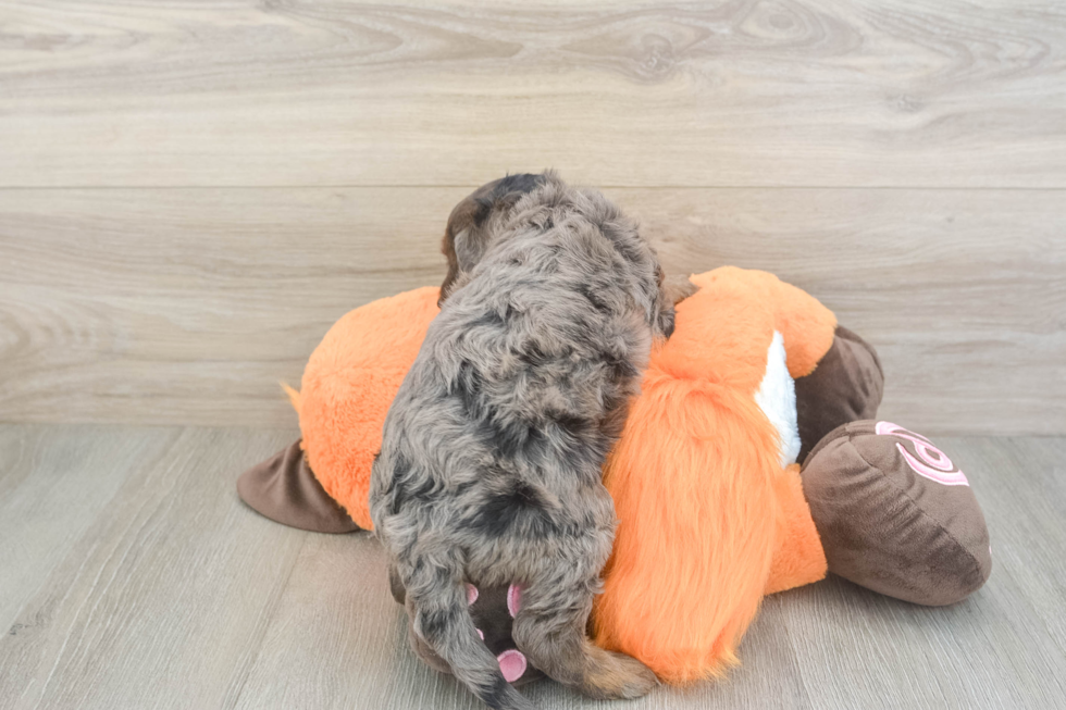 Mini Goldendoodle Puppy for Adoption