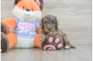 Energetic Golden Doodle Poodle Mix Puppy