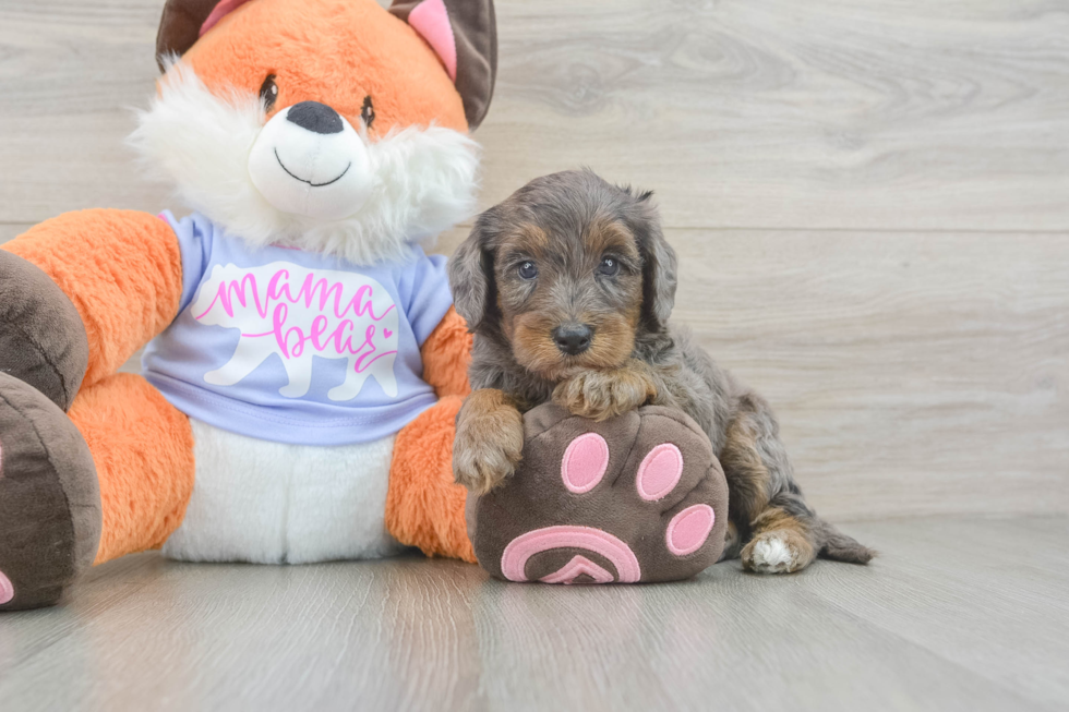 Energetic Golden Doodle Poodle Mix Puppy