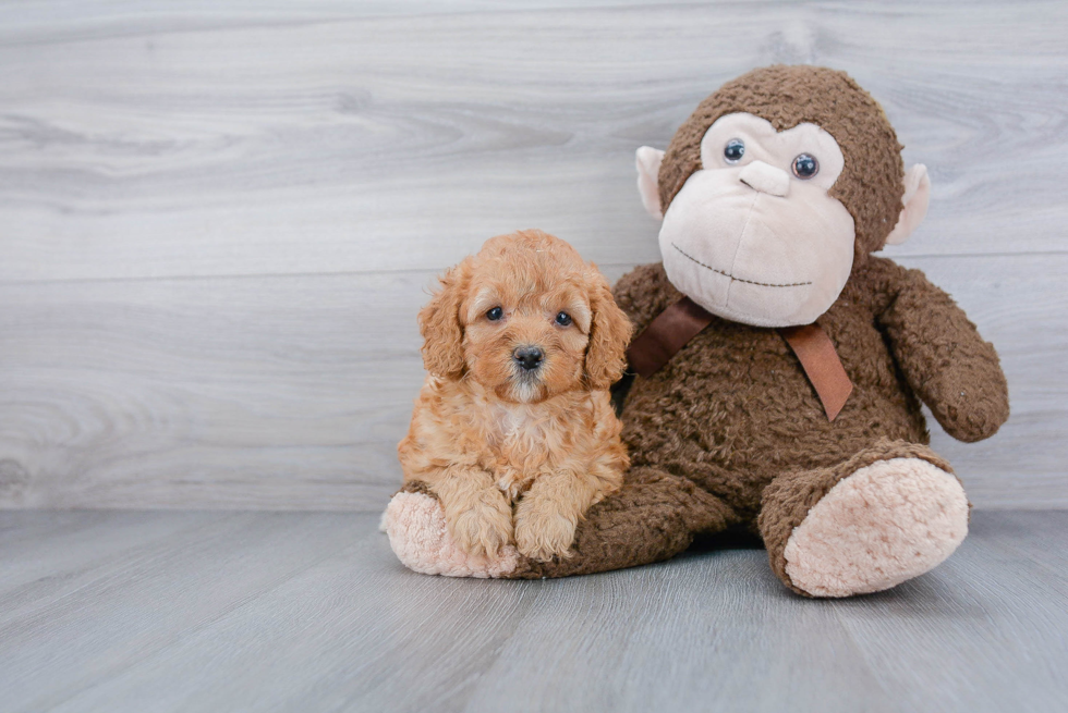 Hypoallergenic Golden Retriever Poodle Mix Puppy