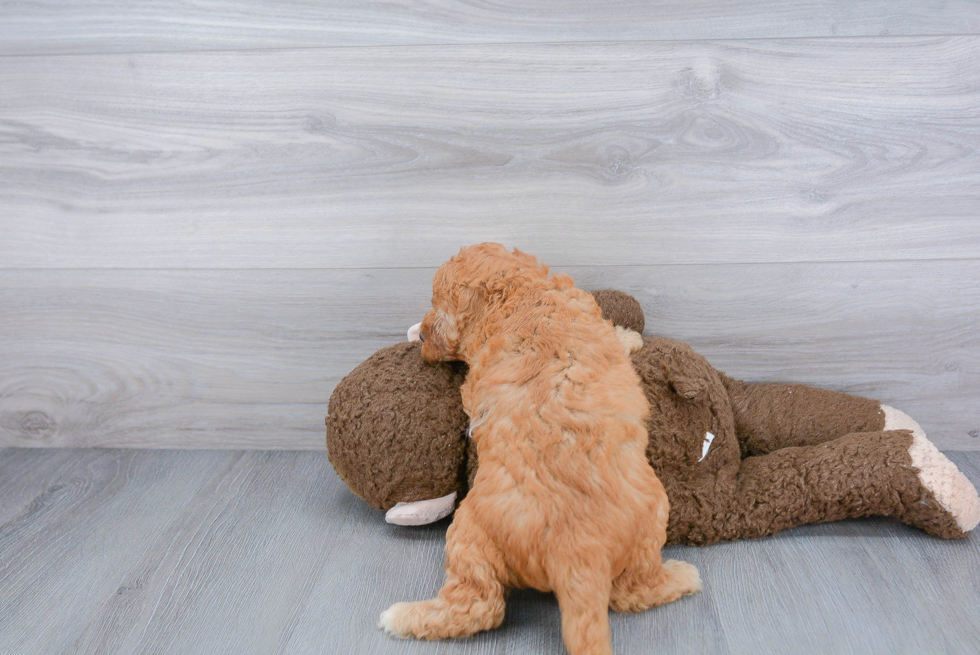 Mini Goldendoodle Pup Being Cute