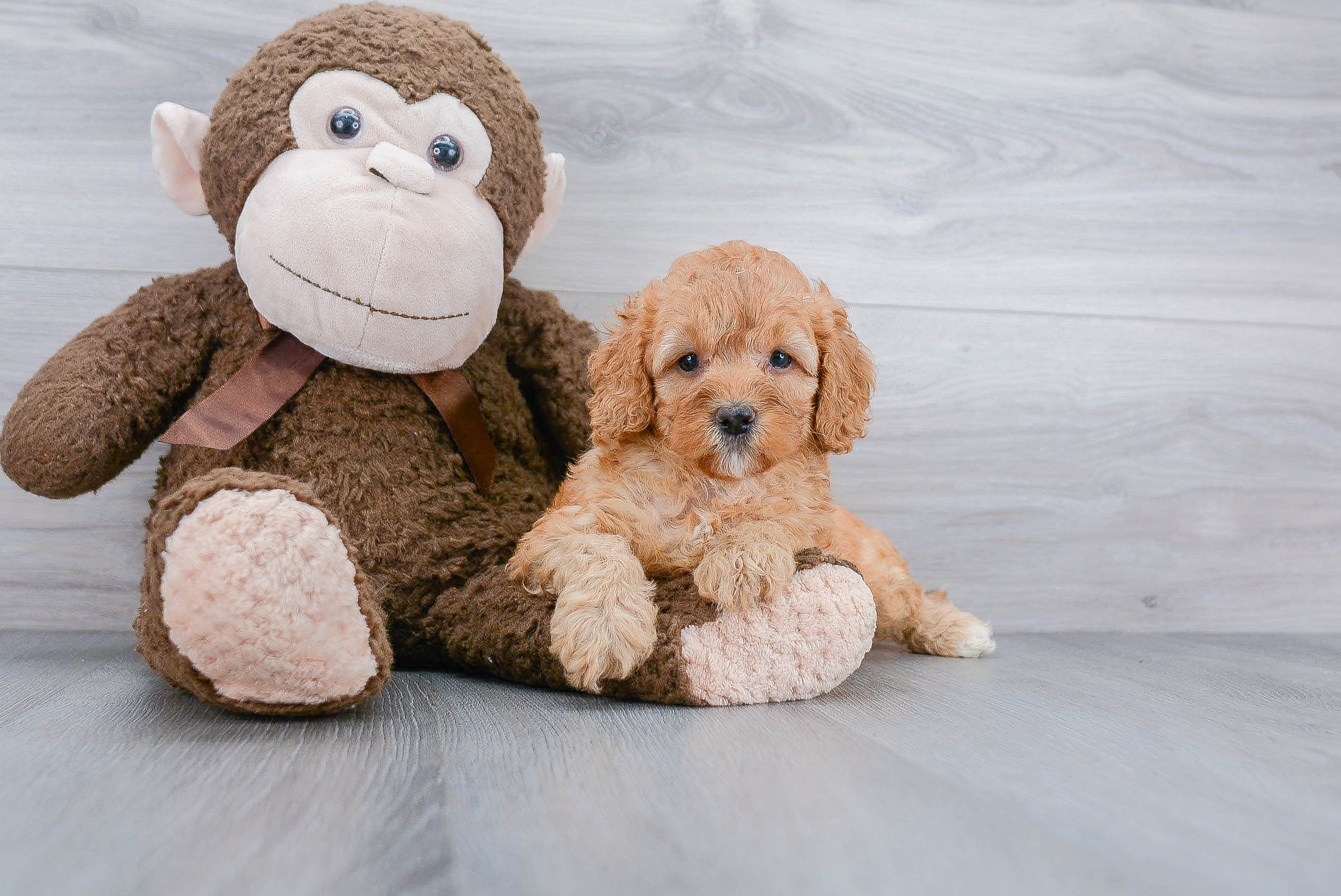 Little Golden Retriever Poodle Mix Puppy